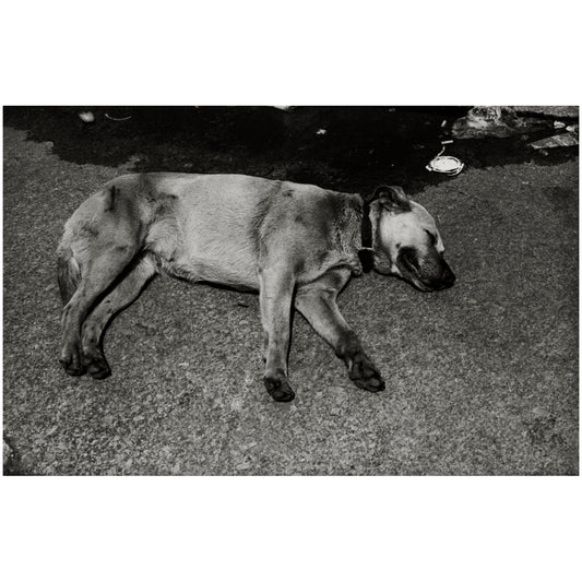 BOWERY DOG BY DREW JARRETT