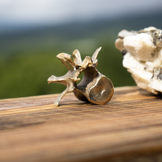 Solid reclaimed brass small vertebrae objet d' art measuring 1.5 inches across and finished in our Catskills store-studio.